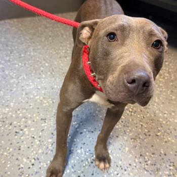 TUSC-Stray-85387_2 -  Pit Bull Terrier Dog for Adoption in Tuscaloosa, Alabama - TUSC-Stray-85387_2 | PetCurious