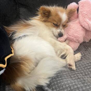 Boo -  Pomeranian Dog for Adoption in Sinking Spring, Pennsylvania - Boo | PetCurious