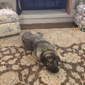 Clementine -  Anatolian Shepherd Dog for Adoption in Chicago, Illinois - Clementine | PetCurious