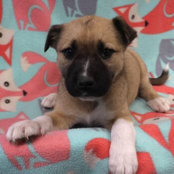 Astra D11443 -  German Shepherd Dog and Labrador Retriever Dog Available for Adoption - Astra D11443 | PetCurious