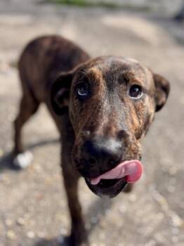 Ramos Gin Fizz -  Hound and Mixed Breed Dog for Adoption in New Orleans, Louisiana - Ramos Gin Fizz | PetCurious