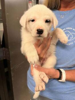 German Shepherd Dog and Great Pyrenees Dogs Available for Adoption in Bowling Green, Kentucky - Indie | PetCurious