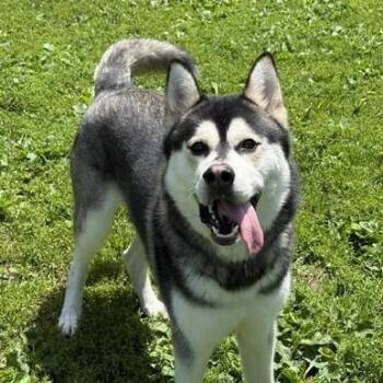 Timber -  Husky Dog for Adoption in Honesdale, Pennsylvania - Timber | PetCurious