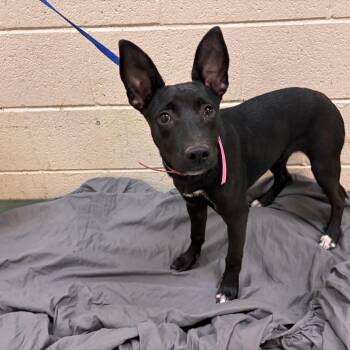 Scarlett -  Mixed Breed Dog for Adoption in Memphis, Tennessee - Scarlett | PetCurious