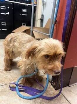 Puffy -  Mixed Breed Dog for Adoption in Cincinnati, Ohio - Puffy | PetCurious