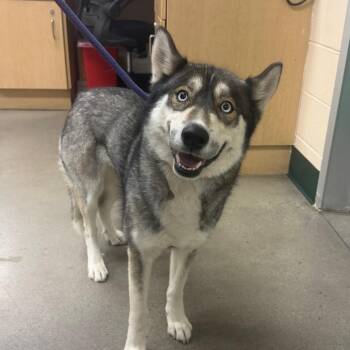 Zala -  Siberian Husky Dog for Adoption in Reno, Nevada - Zala | PetCurious