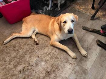 Rudy -  Husky and Shepherd Dog for Adoption in Calgary, Alberta - Rudy | PetCurious