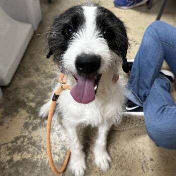 Jack Russell Terrier and Terrier Dogs Available for Adoption - Cupid | PetCurious