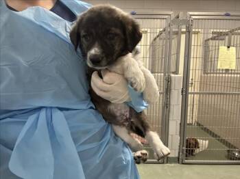 Mixed Breed Dogs Available for Adoption in Santa Fe, New Mexico - THOMAS J | PetCurious