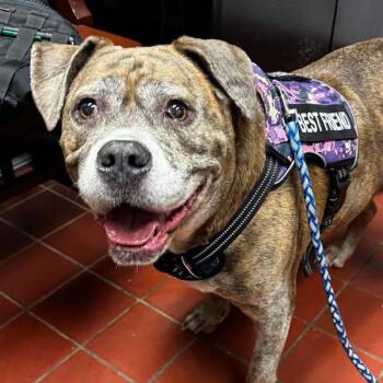 Charm -  American Bully Dog for Adoption in Salisbury, Maryland - Charm | PetCurious