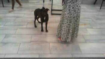 Mixed Breed Dogs Available for Adoption in Charlotte, North Carolina - A1262616 | PetCurious