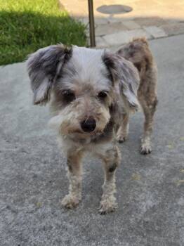 Dilly -  Schnoodle Dog for Adoption in Baker, Louisiana - Dilly | PetCurious