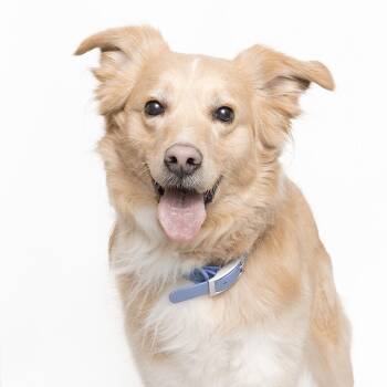Mixed Breed Dogs Available for Adoption - Cheerio | PetCurious