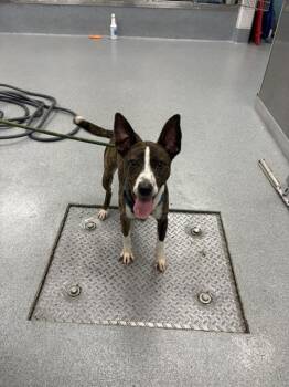 BOLT -  Pit Bull Terrier Dog for Adoption in Indianapolis, Indiana - BOLT | PetCurious