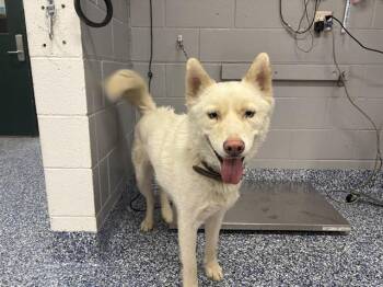 Siberian Husky and Mixed Breed Dogs Available for Adoption in Thousand Palms, California - MAX | PetCurious