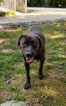 Gill -  Labrador Retriever and Mixed Breed Dog for Adoption in Dahlonega, Georgia - Gill | PetCurious