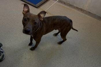 Winnie -  Mixed Breed Dog for Adoption in New York, New York - Winnie | PetCurious