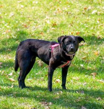 Mixed Breed Dogs Available for Adoption in Savage, Minnesota - Fiona | PetCurious