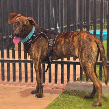 Rocky -  Terrier and Mixed Breed Dog for Adoption in San Antonio, Texas - Rocky | PetCurious