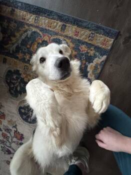 Mila -  Great Pyrenees and Golden Retriever Dog for Adoption in Denver, Colorado - Mila | PetCurious
