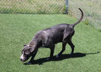 Pit Bull Terrier and Mixed Breed Dogs Available for Adoption in Jackson, Tennessee - Snow White | PetCurious