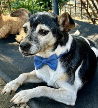 Cricket -  Jack Russell Terrier and Rat Terrier Dog for Adoption in Okolona, Mississippi - Cricket | PetCurious