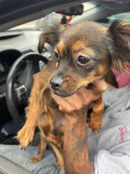 CHIQUITA -  Chihuahua and Mixed Breed Dog for Adoption in El Paso, Texas - CHIQUITA | PetCurious