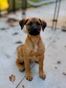 Rescue Shepherd and Mixed Breed Dogs for Adoption in Muskegon, Michigan - Rubypup1 | PetCurious