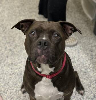 Taleah -  Pit Bull Terrier Dog for Adoption in Golden, Colorado - Taleah | PetCurious