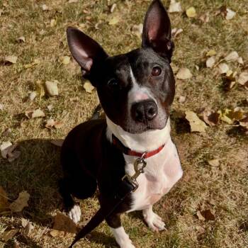 Jelly Nougat -  Pit Bull Terrier and American Staffordshire Terrier Dog for Adoption in Detroit, Michigan - Jelly Nougat | PetCurious