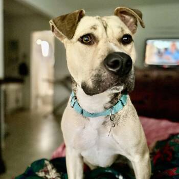 Rescue Shepherd and Mixed Breed Dogs for Adoption in Houston, Texas - Mack | PetCurious