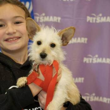 Terrier Dogs Available for Adoption in Waterford, New Jersey - RINLEY | PetCurious