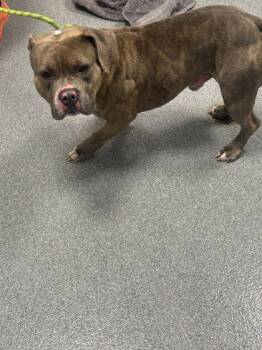 Mixed Breed Dogs Available for Adoption in Sevierville, Tennessee - Ramsey | PetCurious