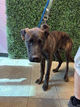Mike -  Cane Corso and Mixed Breed Dog for Adoption in El Paso, Texas - Mike | PetCurious
