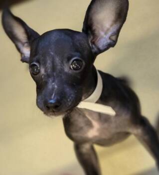 Aton -  Mixed Breed Dog for Adoption in Munster, Indiana - Aton | PetCurious
