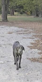 Rescue Great Dane and Labrador Retriever Dogs for Adoption in Plano, Texas - Baloo | PetCurious