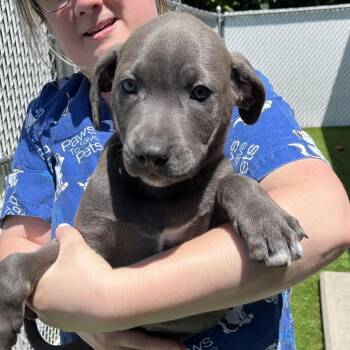 Nate -  Mixed Breed Dog for Adoption in Bedford, New Hampshire - Nate | PetCurious