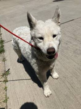 Mixed Breed Dogs Available for Adoption in Dallas, Texas - SNOWBALL | PetCurious