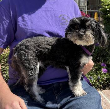 Havanese Dogs Available for Adoption - Rebel | PetCurious