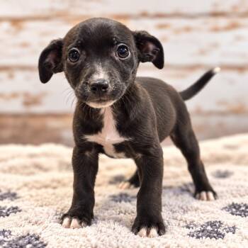 Prize -  Chihuahua Dog for Adoption in Sumter, South Carolina - Prize | PetCurious