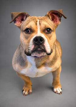 Chico -  Fox Terrier and Mixed Breed Dog for Adoption in Bowling Green, Kentucky - Chico | PetCurious