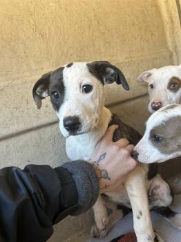 Pit Bull Terrier and Mixed Breed Dogs Available for Adoption - A468992 | PetCurious