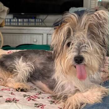 Harry -  Yorkshire Terrier and Mixed Breed Dog for Adoption in Hinesville, Georgia - Harry | PetCurious