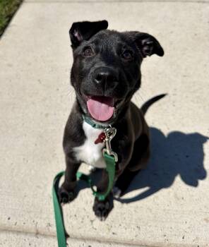 Hershey -  Black Labrador Retriever Dog Available for Adoption - Hershey | PetCurious