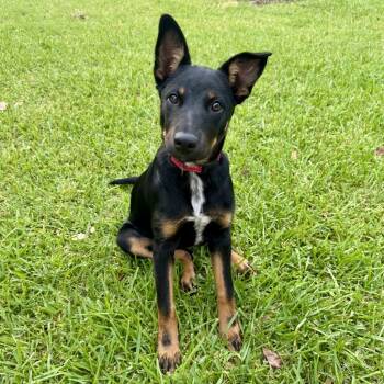Rescue Border Collie and Australian Cattle Dog Blue Heeler Dogs for Adoption in The Woodlands, Texas - Firecracker | PetCurious