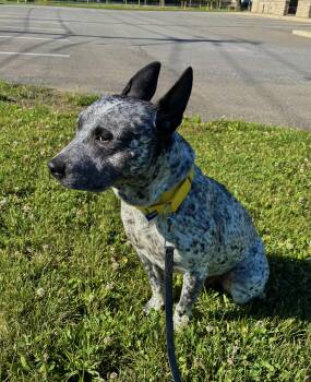 DRAKO -  Cattle Dog Dog for Adoption in Ashland, Ohio - DRAKO | PetCurious