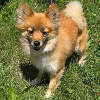 Trixie -  Pomeranian and Chihuahua Dog for Adoption in Mount Prospect, Illinois - Trixie | PetCurious