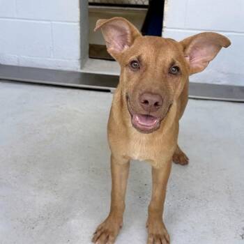 Helena 26-06-020 -  Black Mouth Cur and Australian Kelpie Dog for Adoption in Bastrop, Texas - Helena 26-06-020 | PetCurious