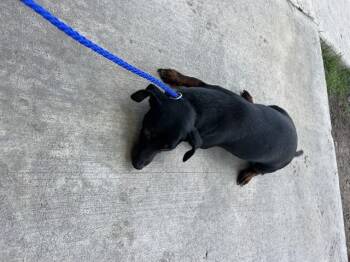 BLUSH -  Dachshund Dog for Adoption in Doral, Florida - BLUSH | PetCurious
