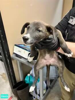 Alexia -  Pit Bull Terrier Dog for Adoption in Tacoma, Washington - Alexia | PetCurious